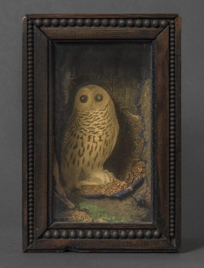 An Owl for Ondine