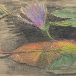 Blue Waterlily
